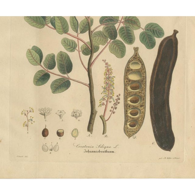 Antique Carob Botanical Print Ceratonia Siliqua, 1831 For Sale - Image 4 of 10