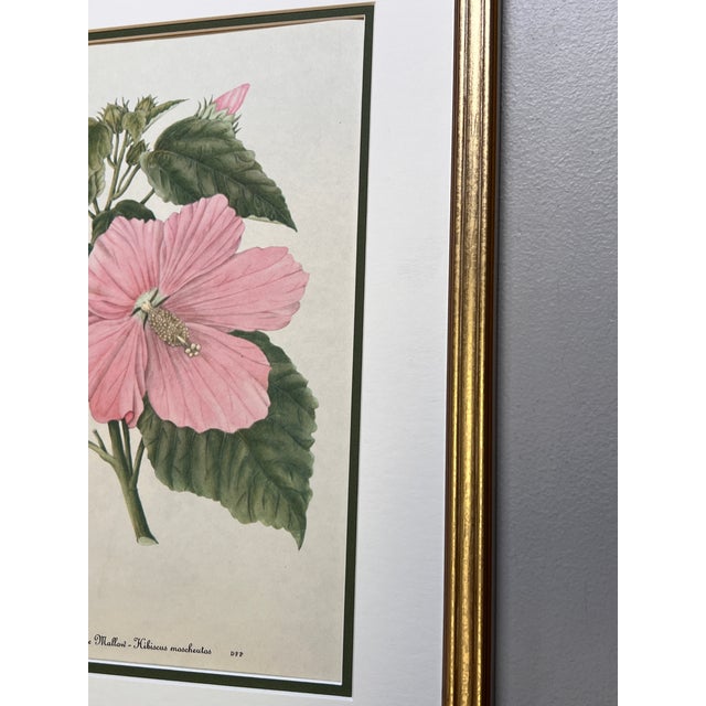 1950s Vintage Botanical Prints Set of 2 - Authentic 1953 Prints For Sale - Image 5 of 5