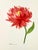 Contemporary Giclee Fine Art Print Watercolor Painting “Pink and Red” For Sale - Image 3 of 5