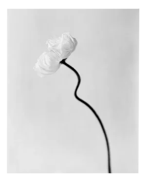 Ugne Pouwell, Poppy Bloom, 2024, Photography