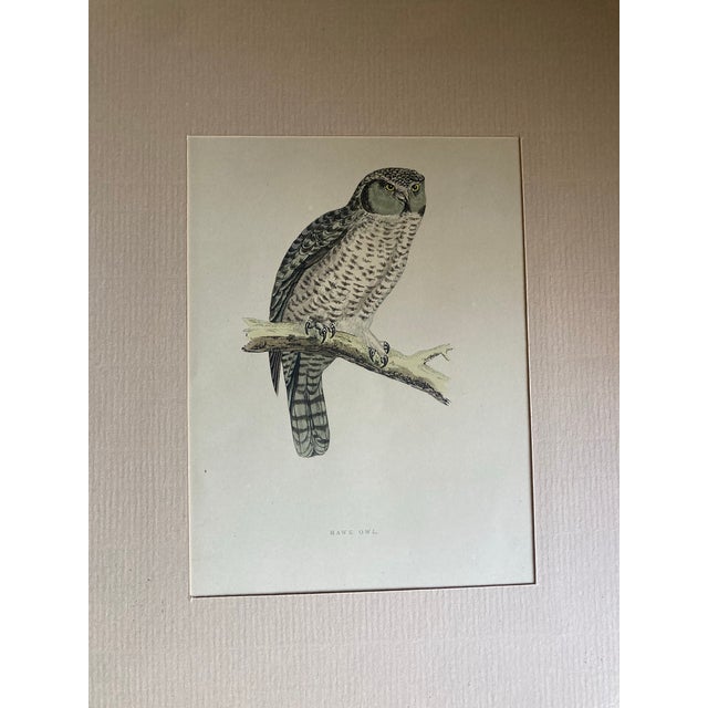 English Set of Three Matted 19th Century Engravings of Owls For Sale - Image 3 of 7