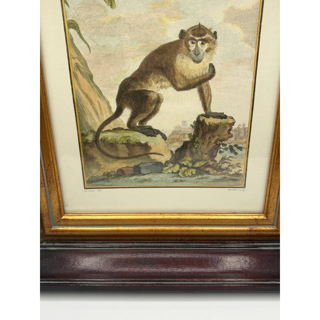 Vintage French Natural History Monkey Reproduction Prints Art & Gilded Wood Frames - A Pair For Sale - Image 13 of 15