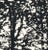Sample - Schumacher Woodland Fabric in Black For Sale