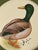 This miniature hand-painted painting captures the elegance of a Mallard in breathtaking detail. Every brushstroke,...