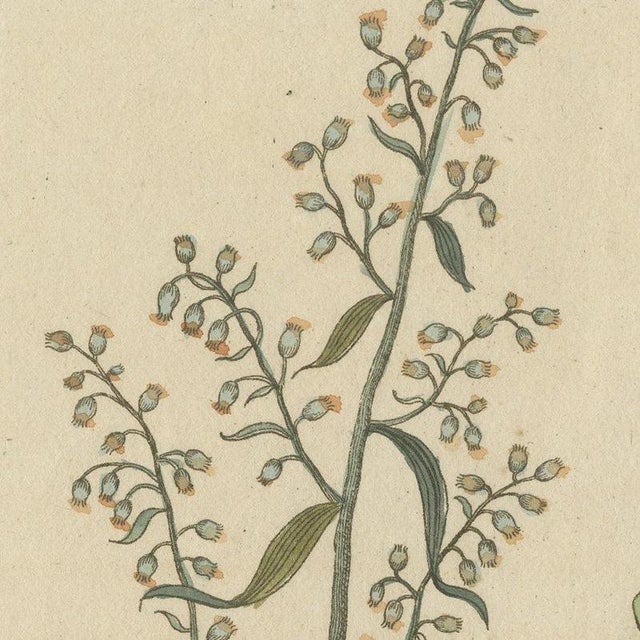 Beige Bertuch, Yellow Crucifer and Slender Flowering Herb, 1805, Print For Sale - Image 8 of 12