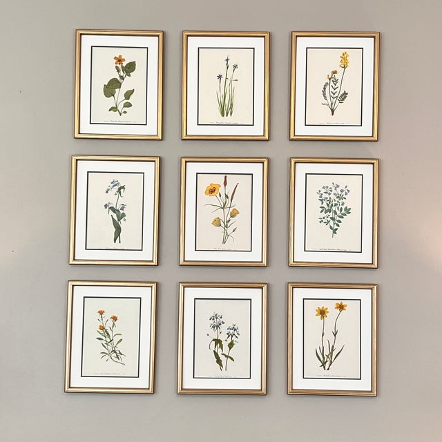 Vintage Botanical Set of 9 Framed - Authentic 1975 Wild Flower Prints For Sale In Greensboro - Image 6 of 6