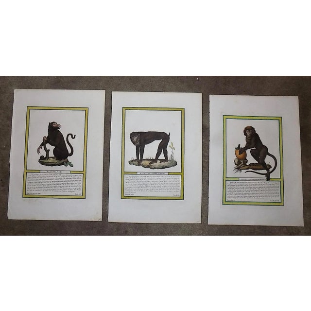 Late 18th Century Antique Italian 18th Century Hand Colored Copperplate Monkey Engravings - A Pair For Sale - Image 5 of 5