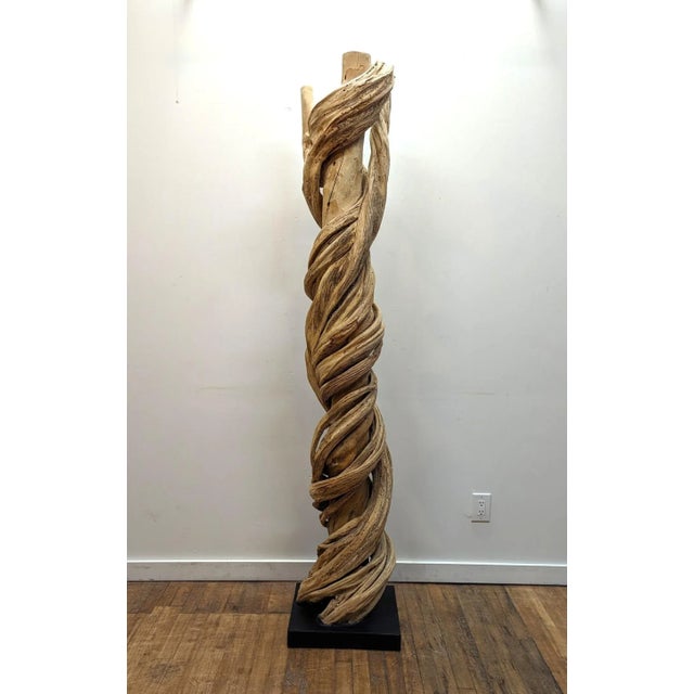 Beautiful natural Liana vine sculpture surrounding Acacia tree. Organic naturally occurring Liana vine growth coiled...