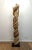Beautiful natural Liana vine sculpture surrounding Acacia tree. Organic naturally occurring Liana vine growth coiled...