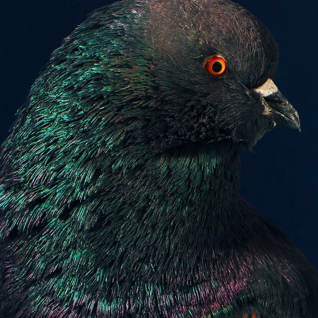 Contemporary Contemporary Limited Edition Black Modena Bronze Shield Pigeon by Brendan Burden (32x40") For Sale - Image 3 of 4