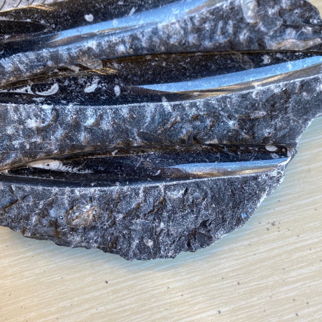 Authentic Black and White Orthoceras Cephalopod Fossil Paperweight Chairish