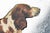 1920s Exquisite Thomae Co. Sterling Silver Springer Spaniel Dog Hand Painted Enamel Antique Art Deco Cigarette Card Case For Sale - Image 5 of 14