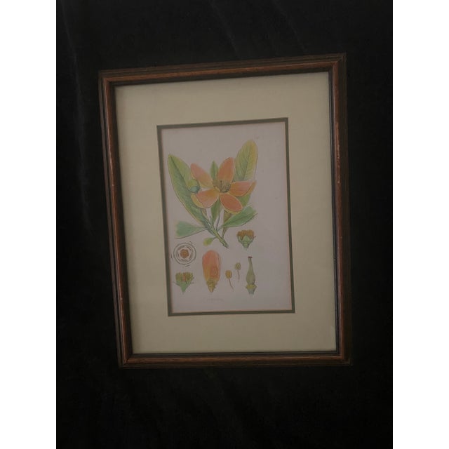 Vintage Mid-Century Mark Catesby "The Balsam Tree" Framed Botanical Print, 1950s For Sale - Image 9 of 12