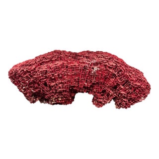 Large Specimen of Red Pipe Organ Coral For Sale