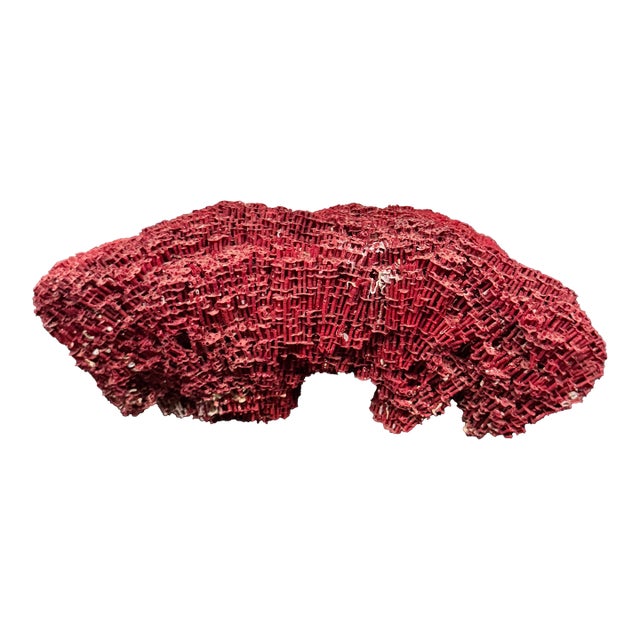 Large Specimen of Red Pipe Organ Coral For Sale