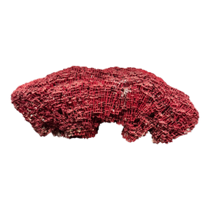 Large Specimen of Red Pipe Organ Coral