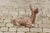 Stone 1950s French Vintage Seated Deer Painted Sculpture Cast in Reconstituted Stone For Sale - Image 7 of 8