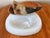 Vintage midcentury white glass ashtray with a natural horn embellishment for holding cigarettes. Please see condition...