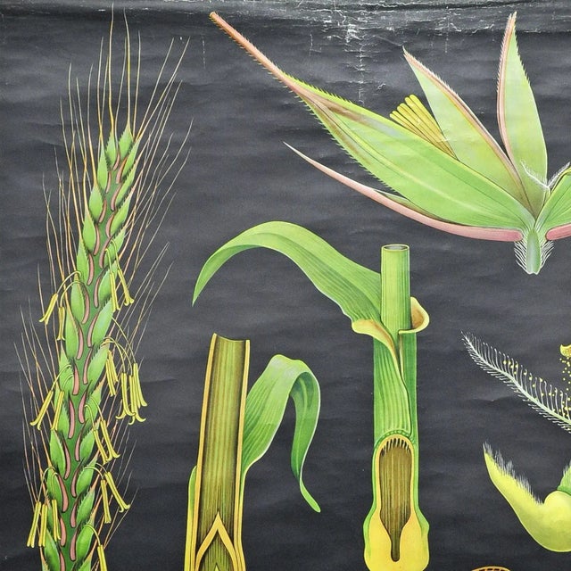 A fantastic pull-down Jung- Koch- Quentell wall chart depicting rye. Used as teaching material in German schools. Colorful...