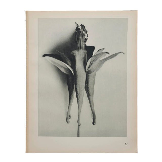 Original Karl Blossfeldt Photogravure Botanical Print For Sale