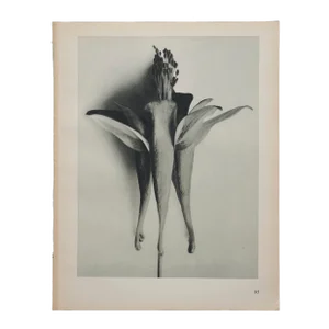 Original Karl Blossfeldt Photogravure Botanical Print