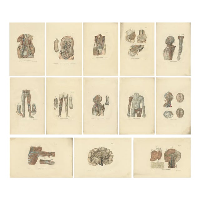 Anatomy Illustrations of Vessels and the Lymphatic System, 1839, Prints, Set of 13 For Sale