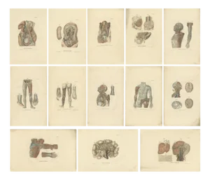 Anatomy Illustrations of Vessels and the Lymphatic System, 1839, Prints, Set of 13
