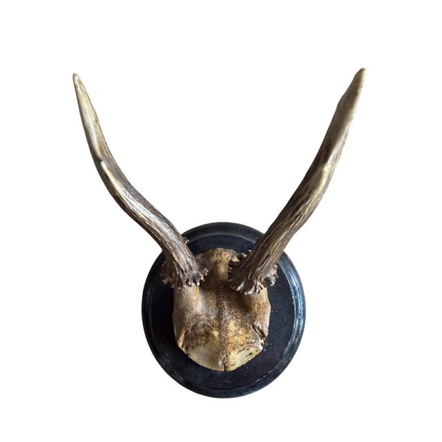Roe deer trophy mounted on round wood plaque