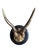 Roe deer trophy mounted on round wood plaque