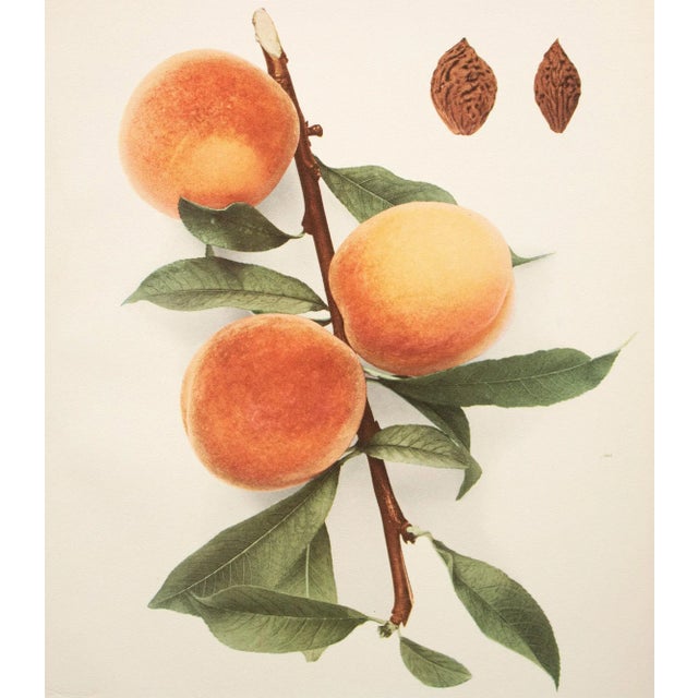 Farmhouse 1900s U. P. Hedrick, Original Antique Photogravure of Belle Peaches For Sale - Image 3 of 8