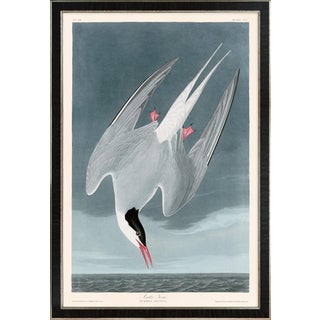 Arctic Tern Print in Black Veneer With Silver Edge Moulding, After Audubon For Sale