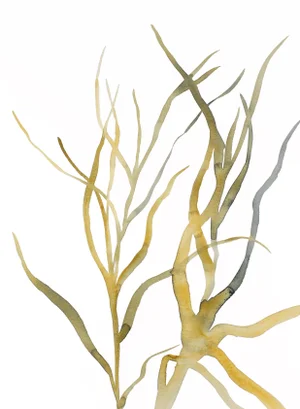 "Grass Study No. 9" Contemporary Original Watercolor Painting by Elizabeth Becker