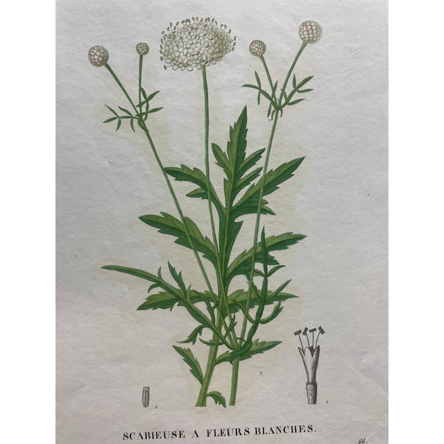 French Antique French Handcolored Botanical Engraving For Sale - Image 3 of 4