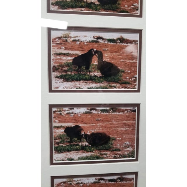 Contemporary Hawaiian Nature Photographic Silver Print Set Titled "Mea'ai" by Michael Lemes For Sale - Image 3 of 8