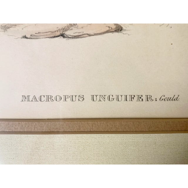 Antique hand colored lithograph artwork "Macropus Unguifer: Gould" by H.C. Richter. We are very glad to announce we have...