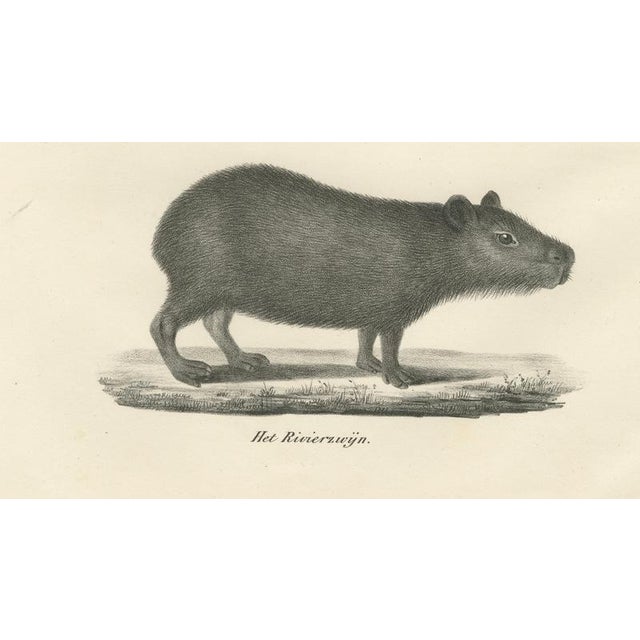 Paper After Schinz, Porcupine, Agouti & Tapir, 1830, Lithographs, Set of 2 For Sale - Image 7 of 9
