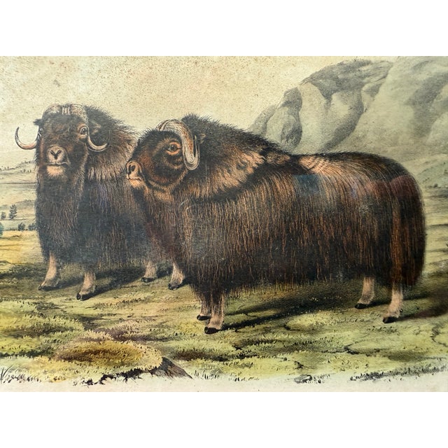 American Original Audubon Hand-Colored Lithograph, "Musk Ox" Plate Cxi, j.t. Bowen c.1850 For Sale - Image 3 of 10