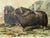 American Original Audubon Hand-Colored Lithograph, "Musk Ox" Plate Cxi, j.t. Bowen c.1850 For Sale - Image 3 of 10
