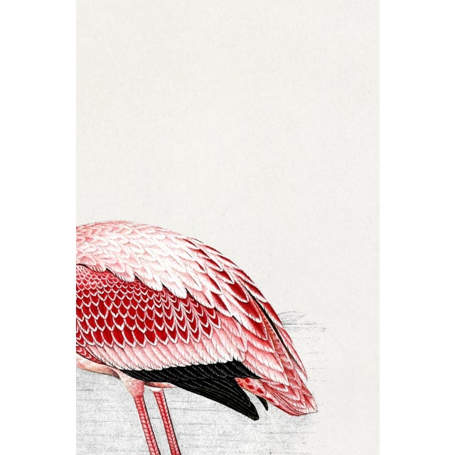 Not Yet Made - Made To Order Lesser Flamingo by C. G. Finch-Davies, Vintage Reproduction Bird Art Print, 40" × 60" For Sale - Image 5 of 7