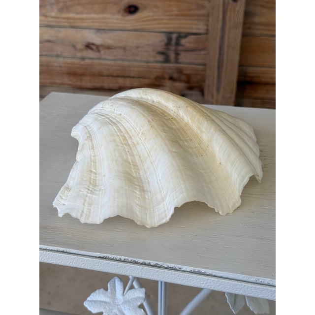 Late 20th Century Organic Modern Coastal Clam Shell Vessel For Sale - Image 5 of 11