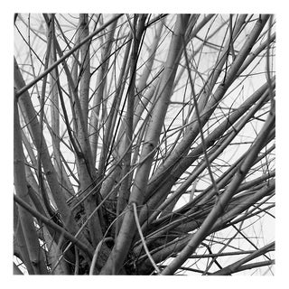 Paul Cooklin, Tree Branches II, Thornham Walks, Suffolk Art Print IV, Edition of 50 For Sale