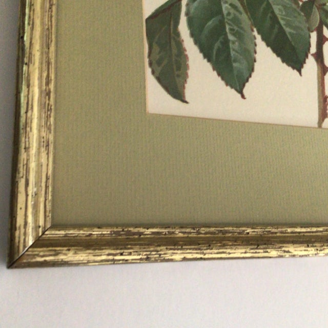 Paul De Longpre 1905 Framed Yellow Roses Lithograph Printed by the Grey Litho. Company, New York For Sale - Image 11 of 13