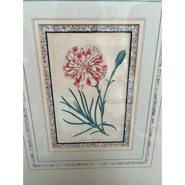 Set of four early 19th century hand-colored botanical carnation engravings from The Florist’s Guide and Cultivator’s...