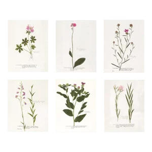 Reproduction Antique Botanical Print Set of 6 With Pink Flowers - 11 X 14"