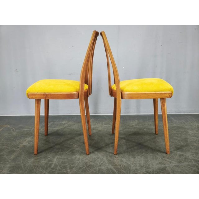 Mid-Century Modern Beech Dining Chairs from TON, Czechoslovakia, 1970s, Set of 4 For Sale - Image 13 of 16