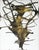 Deer Tree Fran Bull, c. 2003 Deer Tree by Fran Bull is an abstract work that fuses the structure of a tree and a deer into...