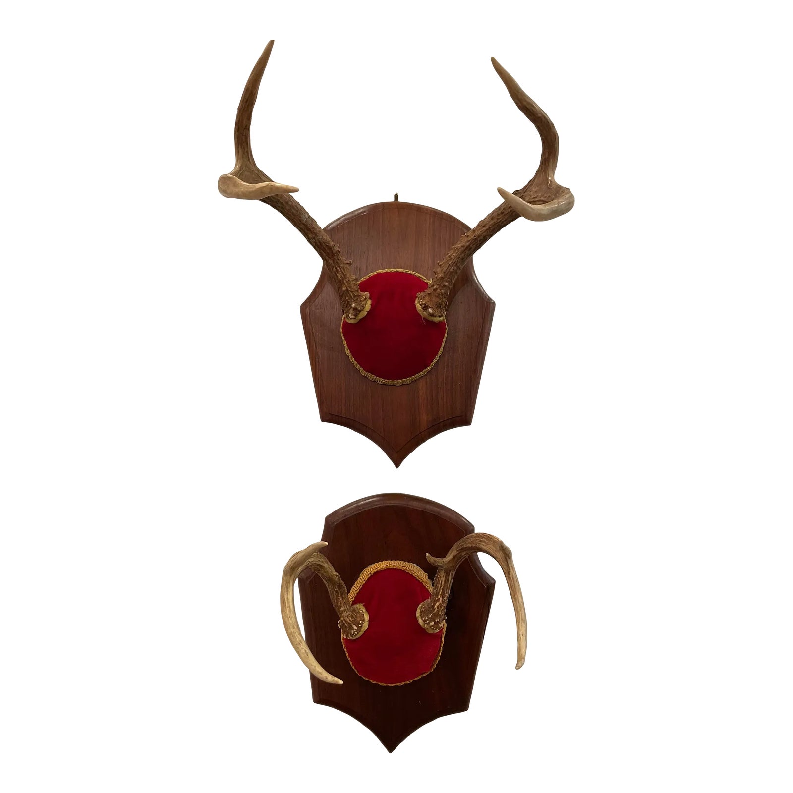 Mid 20th Century Vintage Trophy Mount Antlers a Pair Chairish