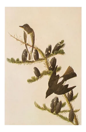 1966 Vintage Farmhouse Cottage Print "Olive-Sided Flycatcher" After John James Audubon