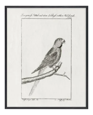 Reproduction Black and White Bird Etching Print