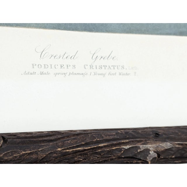 Wood 1860's Audubon Original Print of Crested Grebe, J.Bien, Ny in Black Forest Frame For Sale - Image 7 of 12